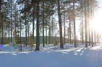 Rentiere in der Abendsonne