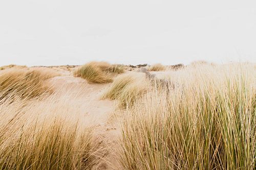 Dunes in the Westduinpark in Scheveningen