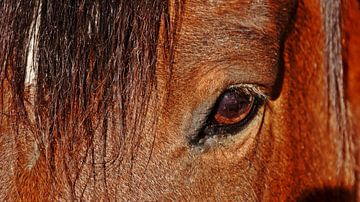 het oog van een bruin paard van Werner Lehmann