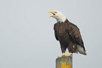 Amerikaanse zeearend op paal