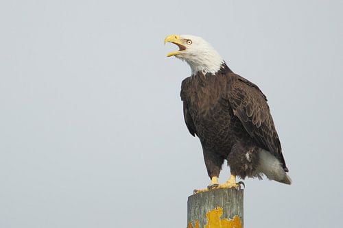Amerikaanse zeearend op paal