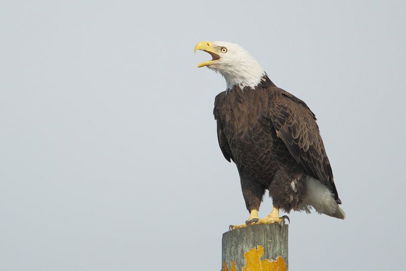 Amerikaanse zeearend op paal by Wilfred Marissen