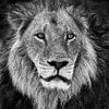 Portret van een Leeuw in zwart wit van Chris Stenger