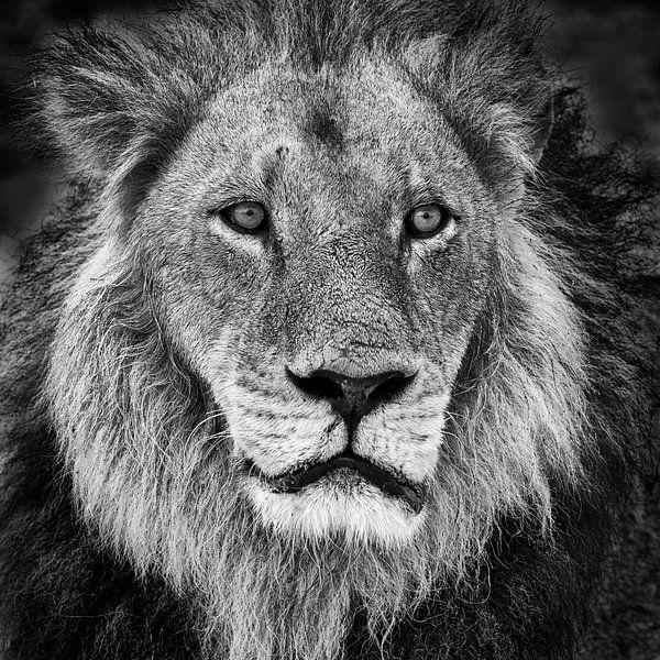 Portrait d'un lion en noir et blanc par Chris Stenger