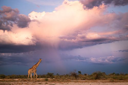Natuurlijke schoonheid - Giraffe in het namiddag licht