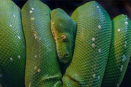 Groene Boom Python