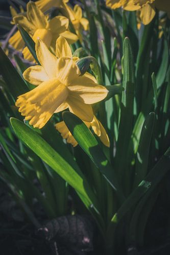 Bloeiende narcis in de lente