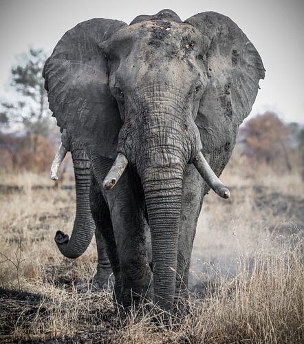 Olifanten in het Krugerpark Zuid-Afrika van WiWo