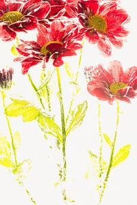 Rote Chrysantheme in Eis 2