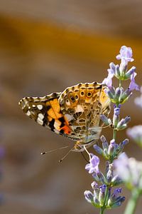 Schmetterling aus der Nähe