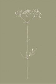 Boho-Botanische Blume auf Salbeigrün Nr. 3 von Dina Dankers