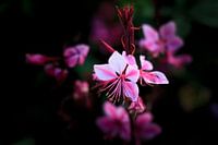 Pink Blume