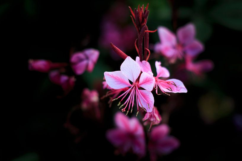 Pink Blume par Bojan Radisavljevic