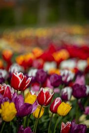 Champ de tulipes sur Renate Pit - du Pont