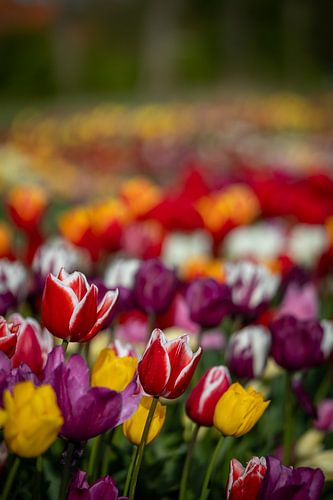 Champ de tulipes