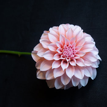 Dahlia