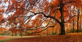 Herbstbaum von Frank Herrmann