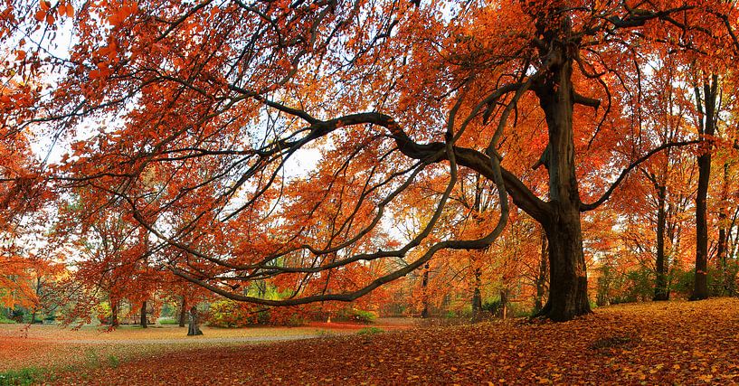 Herbstbaum von Frank Herrmann