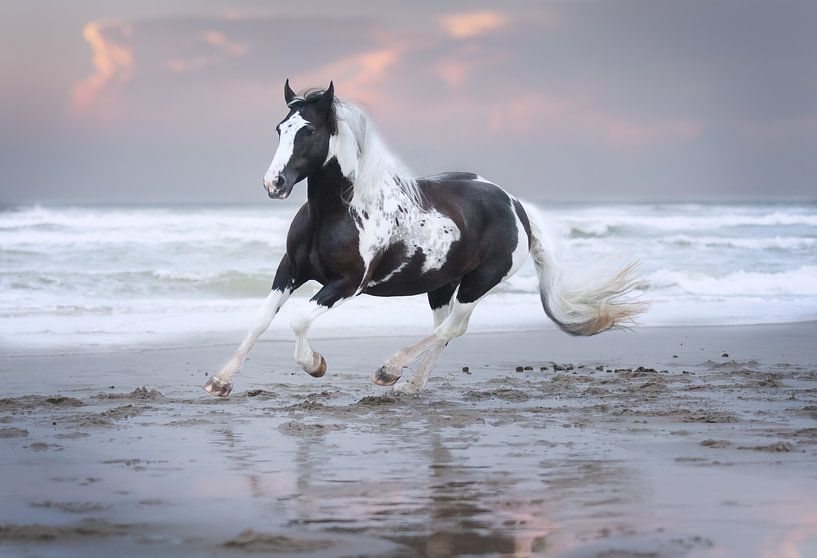 Pferd im Galopp am Strand von Kim van Beveren
