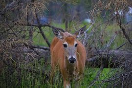 Hirsche von G. van Dijk