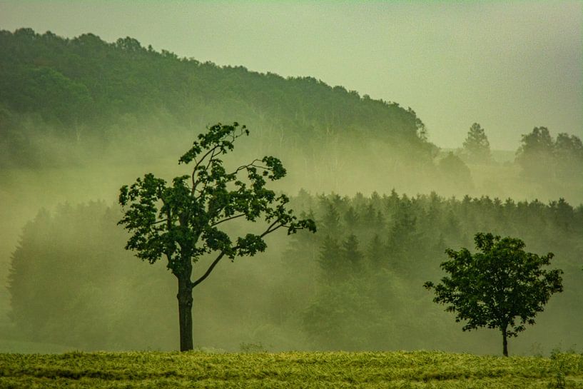 Avec objectif analogique Brouillard de prairie de fleurs de forêt par Johnny Flash