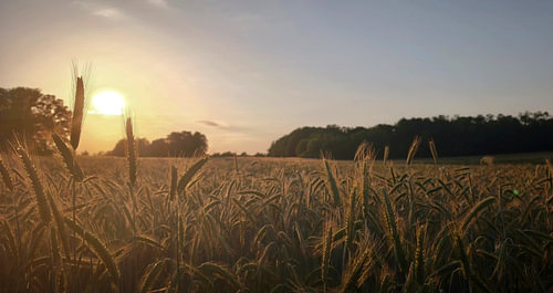 A golden field of grain at sunset
