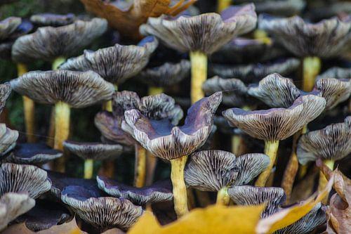 Forest structures by Niek Traas