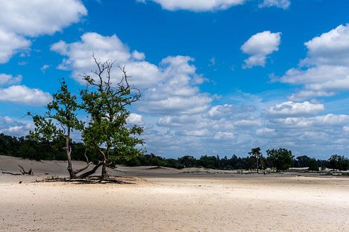 Duin landschap met zon en een mooie wolkenlucht.