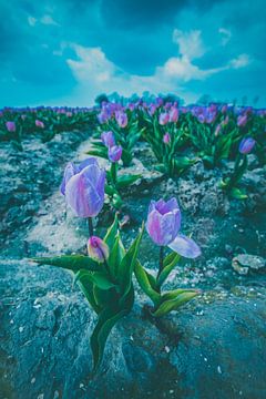 Tulpen clouds