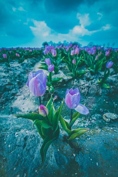 Tulip clouds by peterheinspictures
