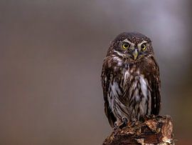 look inside your soul by MvdP fotografie