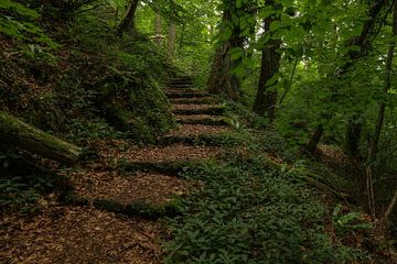 Waldweg mit Treppe von FotoBob