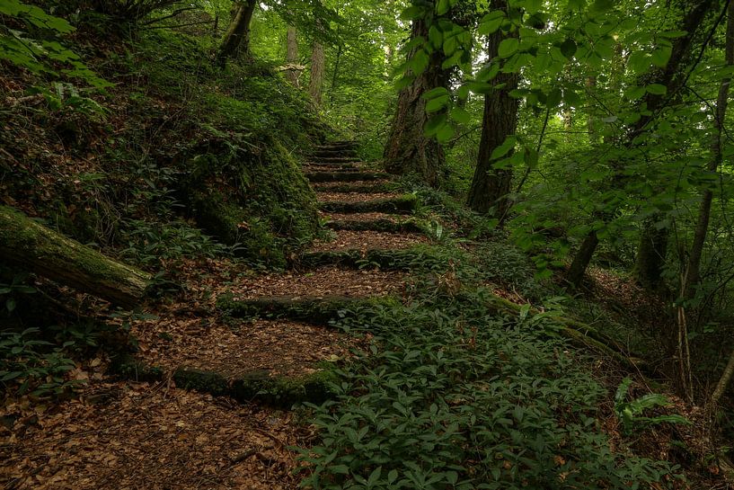 doorkijkje bospad met trap in Müllerthal van FotoBob