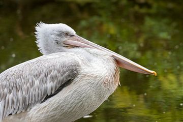 Pelikaan in Blijdorp van Merijn Loch