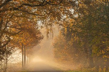 Ochtendgoud kleurt het bos en de bomen