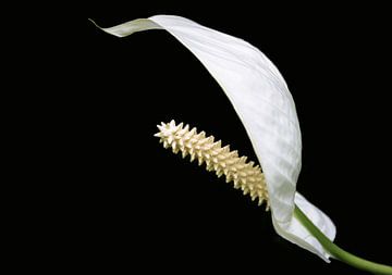 Fleur blanche, Araceae sur Rietje Bulthuis