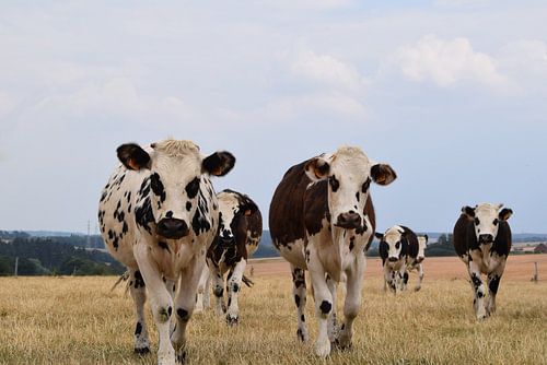 A herd of curious cows on a dry lawn in the Belgian Ardennes on a slightly cloudy day