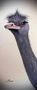 Vogel struisvogel van Iwona Sdunek alias ANOWI thumbnail