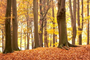 Forêt de hêtres en automne avec texte "papa" sur Francis Dost