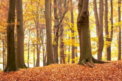 Beech forest in autumn with text "daddy" by Francis Dost