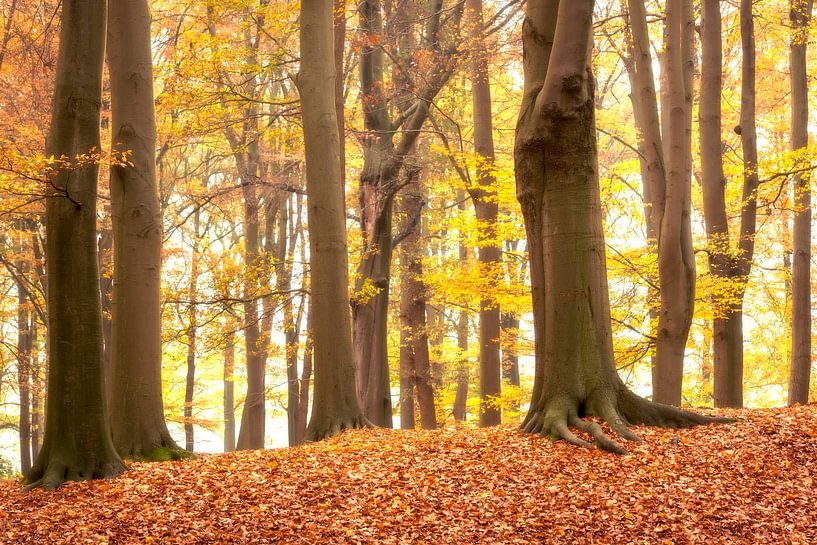Buchenwald im Herbst mit Text &quot;Daddy&quot; von Francis Dost
