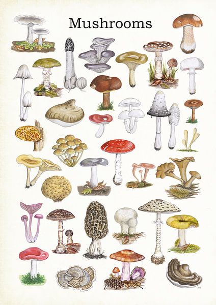 Mushrooms van Jasper de Ruiter