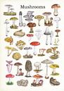 Mushrooms van Jasper de Ruiter thumbnail