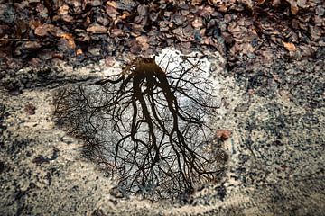 Étang avec arbre sur Mark Damhuis