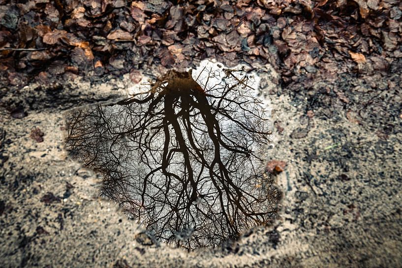 Étang avec arbre par Mark Damhuis