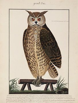 Great Horned Owl, Ogier de Gombaud by Teylers Museum