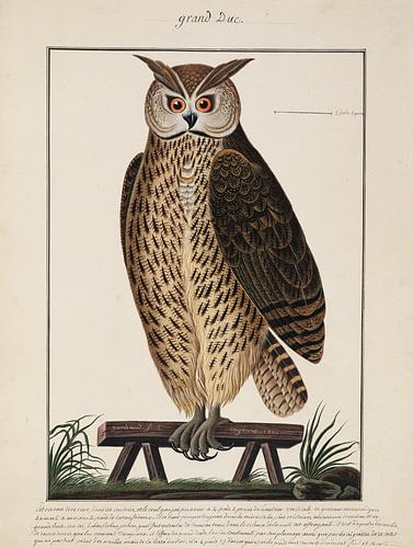 Grote gehoornde uil, Ogier de Gombaud