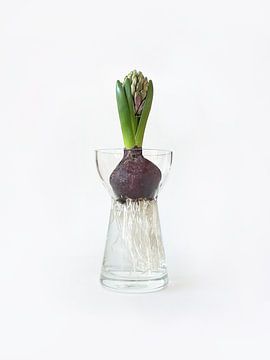 Hyacinth 01 by TYPIQE by Atelier Fauconnier