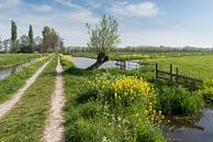 Stiltegebied in polders bij Hoornaar van Beeldbank Alblasserwaard thumbnail