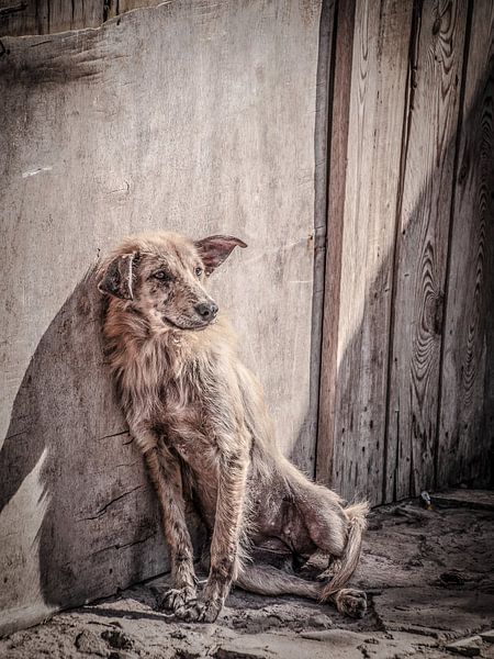De hond by Geert van der Sanden